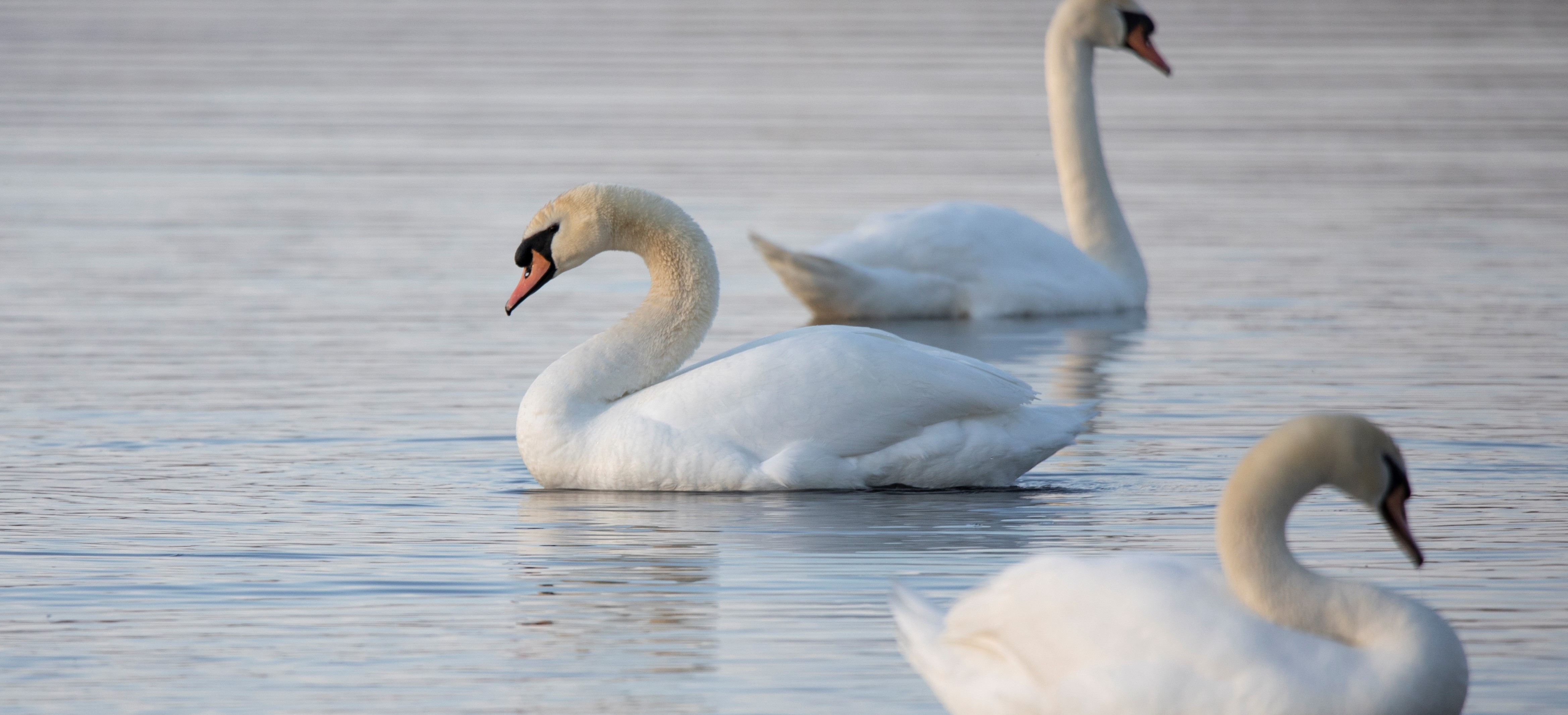 three swans swimming in a pond