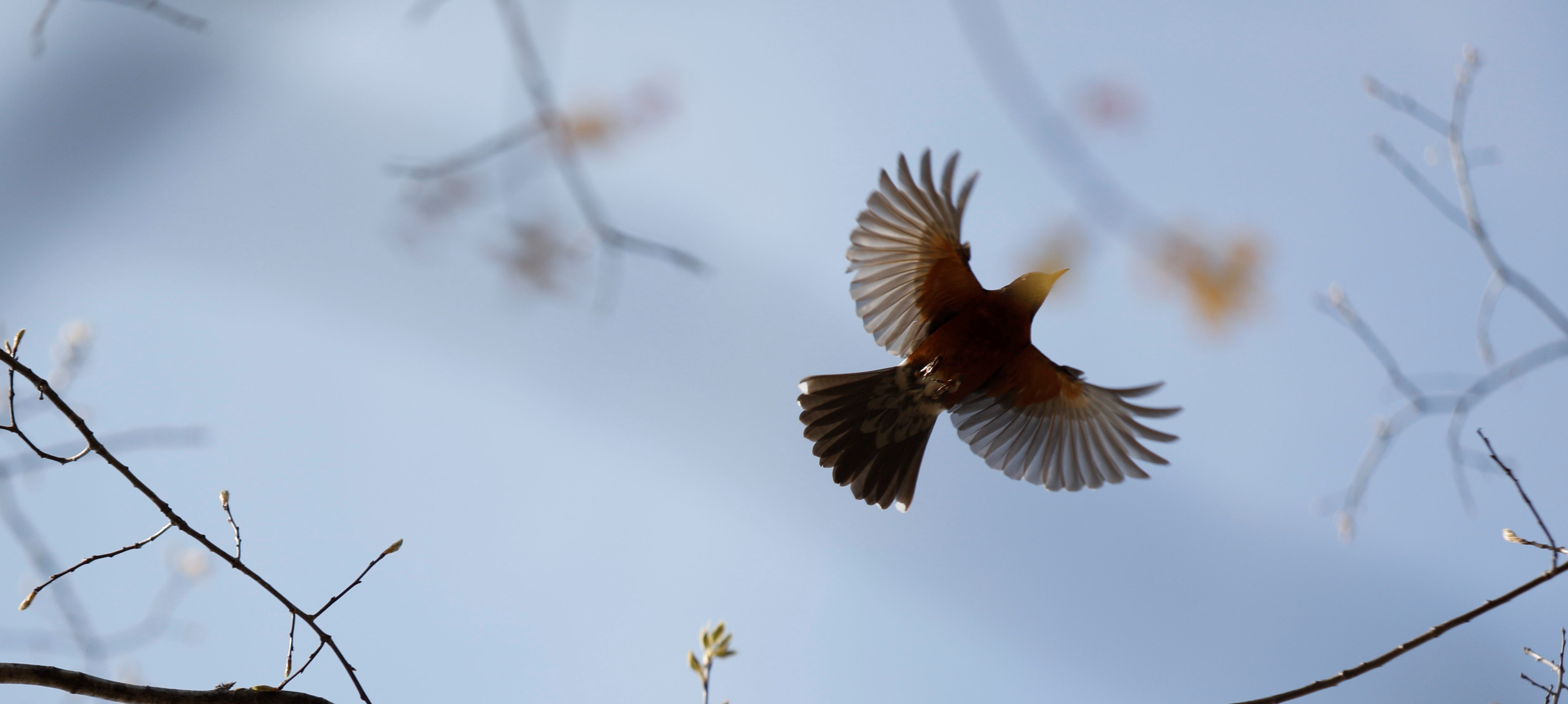 a bird flies away from its perch